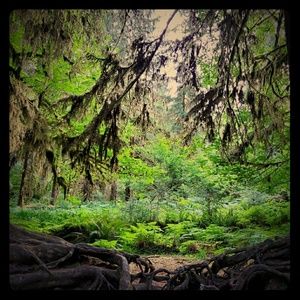 Meet your Posher, Koorasima